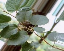 augmented_Alangium begoniaefolium leaf6_0_8844.jpeg